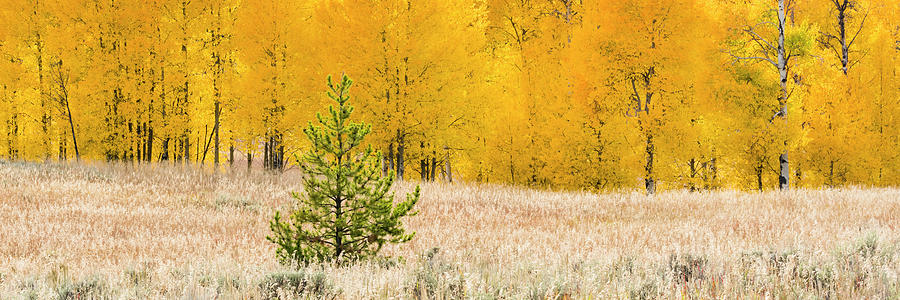 Horizontal Photograph - Lodgepole Pine Pinus Contorta by Panoramic Images Horizontal Photograph - Lodgepole Pine Pinus Contorta by Panoramic Images
