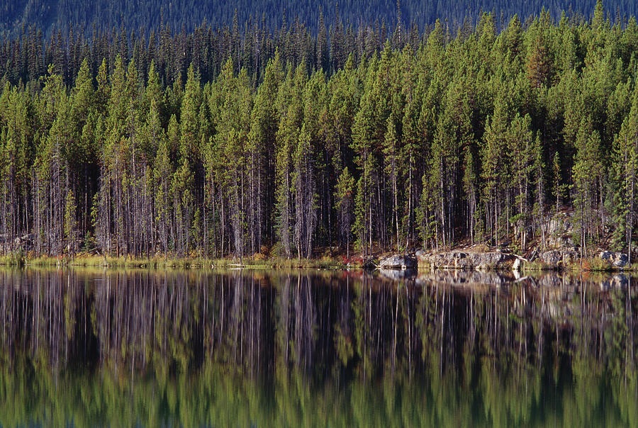 Lodgepole Pines  Reflected Pinus Photograph by Nhpa