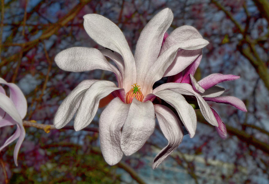 Loebner Magnolia - Leonard Messel 015 Photograph by George Bostian
