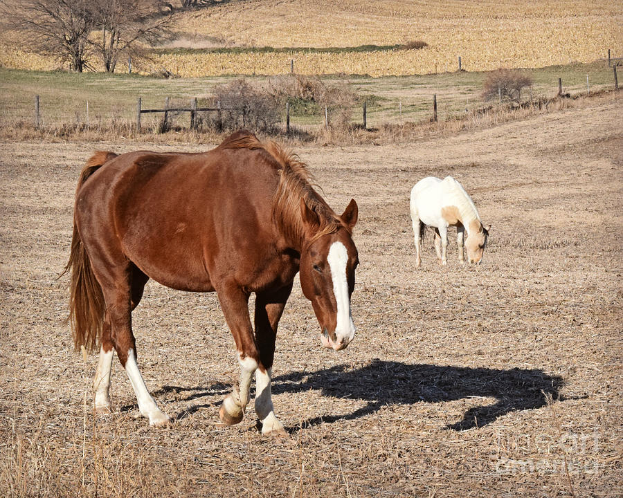 Loess HIlls Horses II Photograph by Kathy M Krause