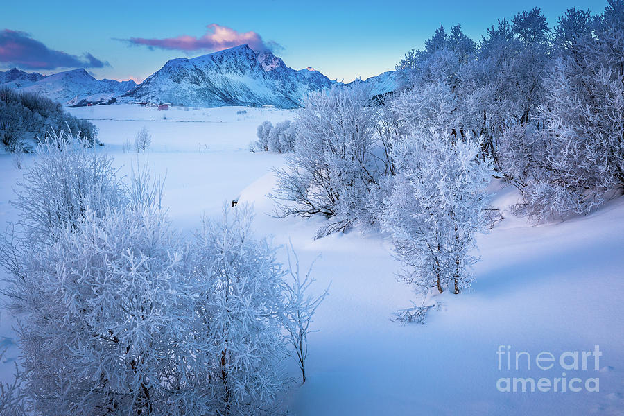 Lofoten White Morning Photograph by Inge Johnsson