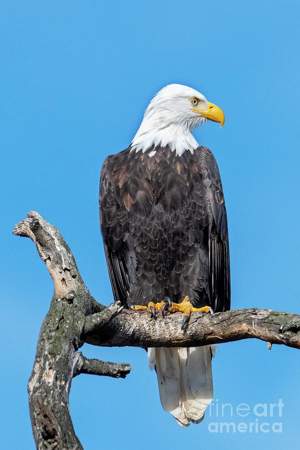 Bald Eagle Photograph - Lofty Perch by Mike Dawson Bald Eagle Photograph - Lofty Perch by Mike Dawson