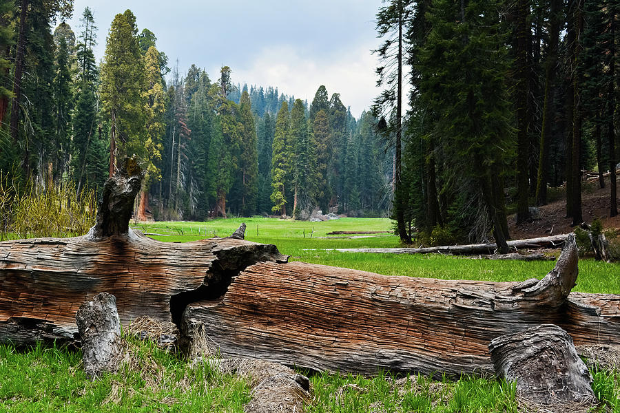 Log Meadow Fallen Giant Photograph by Kyle Hanson