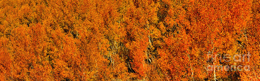 Logan Utah Fall Foliage Panorama Photograph by Adam Jewell