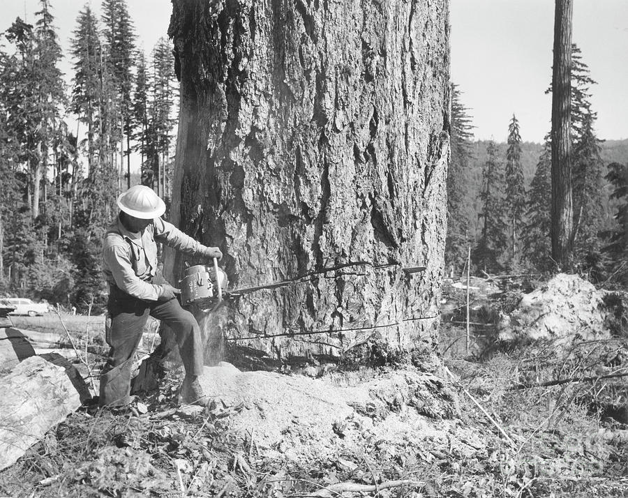 Logger Cutting Undercut Wedge In Tree Photograph by Bettmann | Fine Art ...