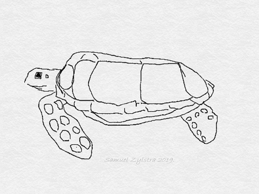 Loggerhead Sea Turtle Drawing by Samuel Zylstra Pixels