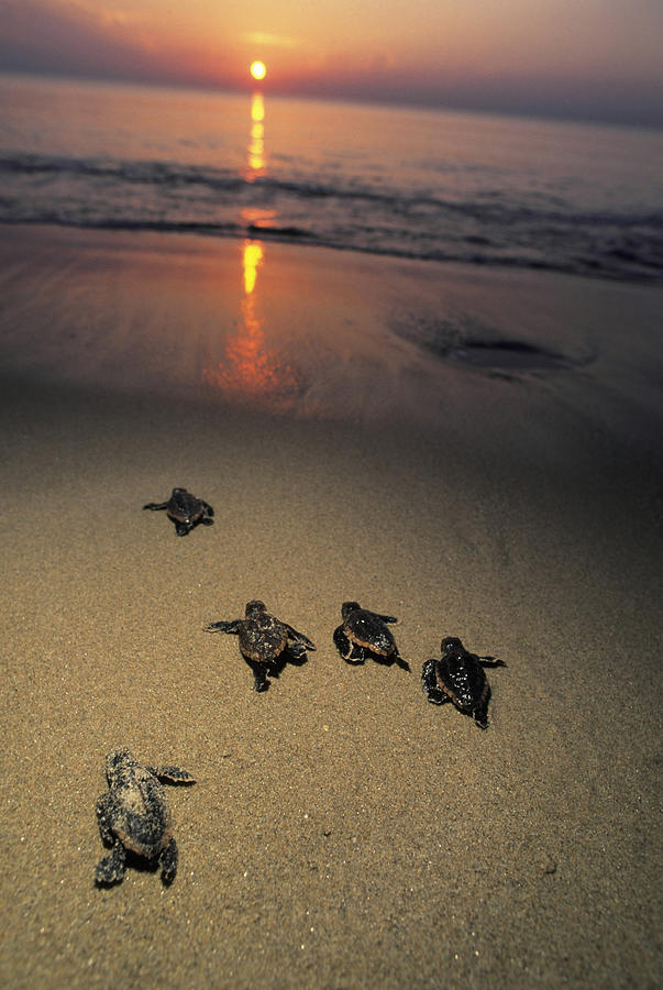 Loggerhead Turtle Hatchlings Crawl Photograph by Doug Perrine Loggerhead Turtle Hatchlings Crawl Photograph by Doug Perrine