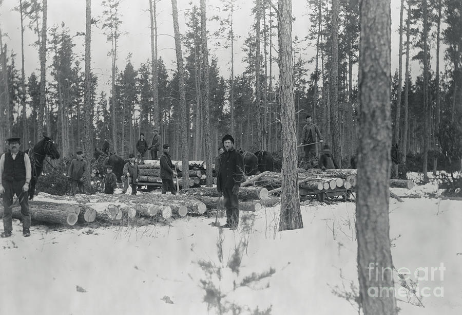 Loggers Removing Large Tree From Forest Photograph by Bettmann