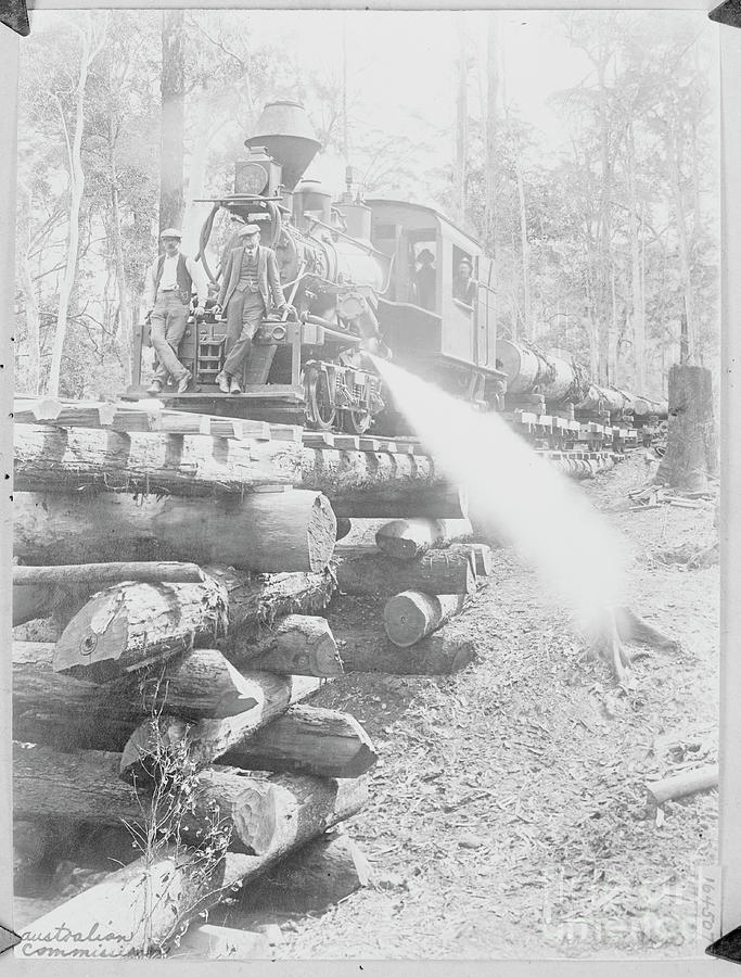 Logging Train In Australian Forest Photograph by Bettmann