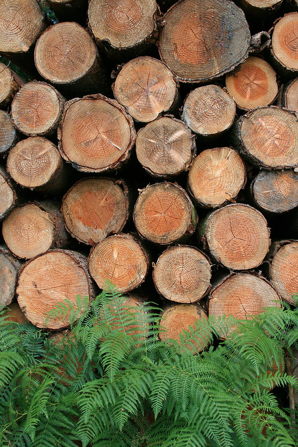 Logs With Ferns Photograph by Sabine Davis