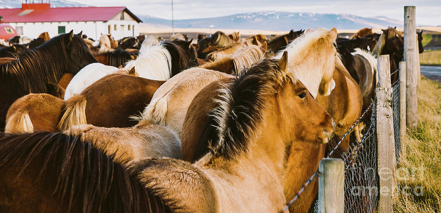 Loins and mane of many Icelandic horses together. Photograph by Joaquin Corbalan
