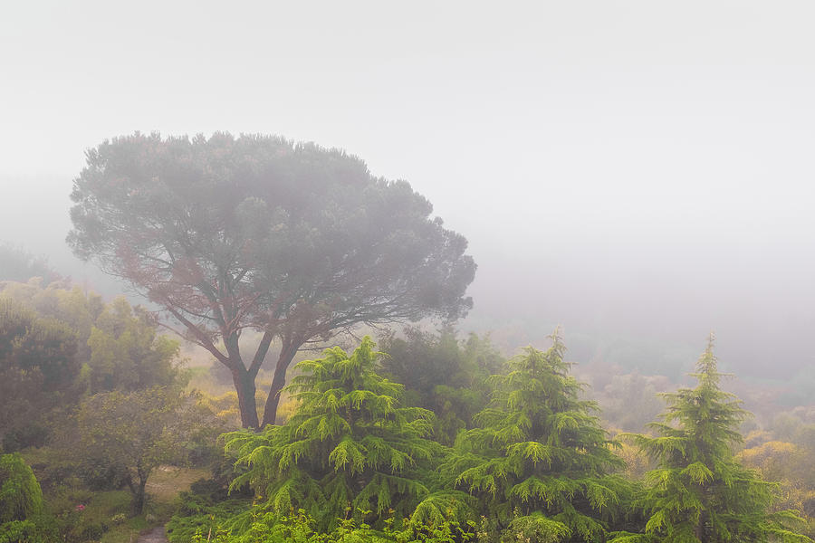 Loire Valley Morning Fog Photograph by Joseph Smith