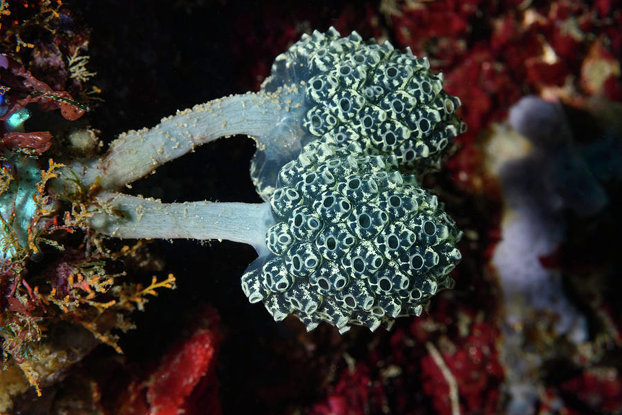 Lollipop Tunicates Photograph by Andrew Martinez