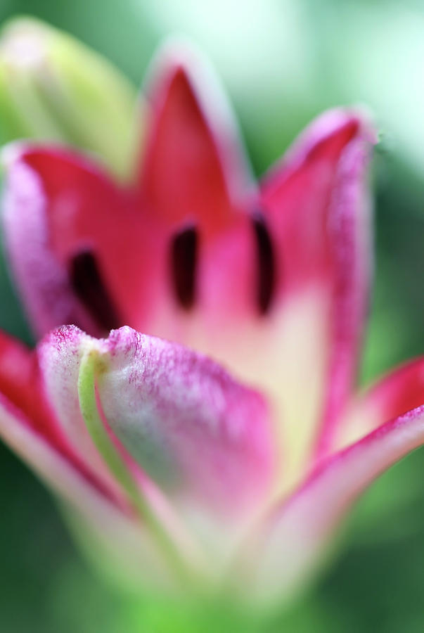 Lollypop Beauty In The Garden by Johanna Hurmerinta Lollypop Beauty In The Garden by Johanna Hurmerinta