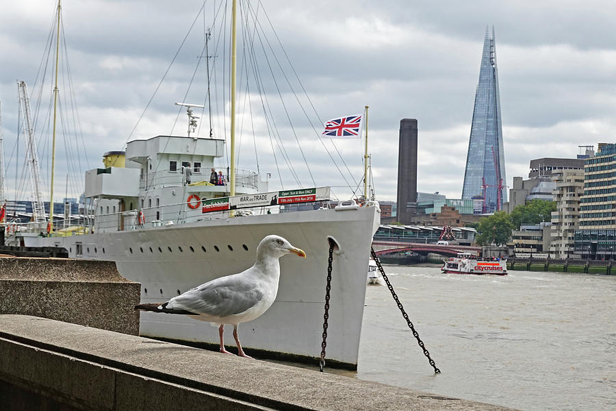 London Seagull on the Thames River London UK United Kingdom Photograph by Toby McGuire