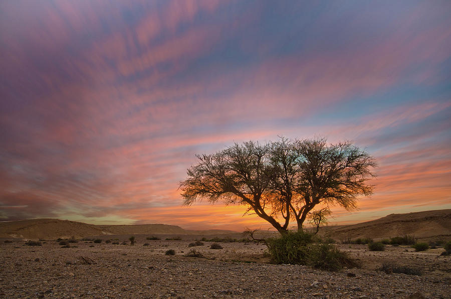 Lone Acacia Tree In Sunset In The Desert Photograph by Ilan Shacham