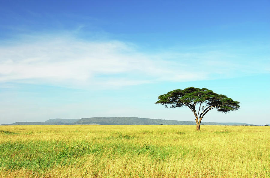 Lone Acacia Tree, Serengeti National Photograph by Raisbeckfoto