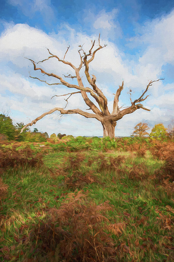 Lone Ancient Tree 2 Digital Art by Roy Pedersen
