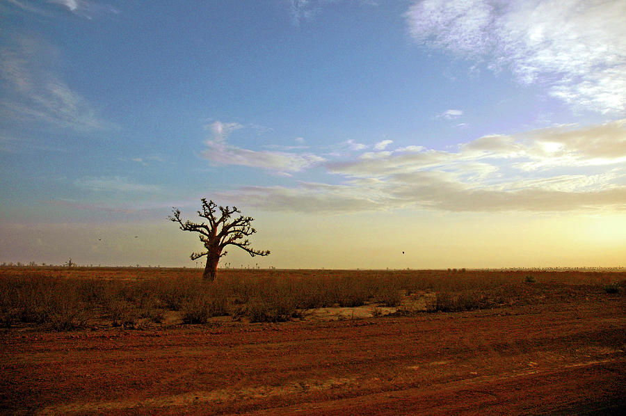 Lone Baobab Tree Photograph by Mark Duehmig