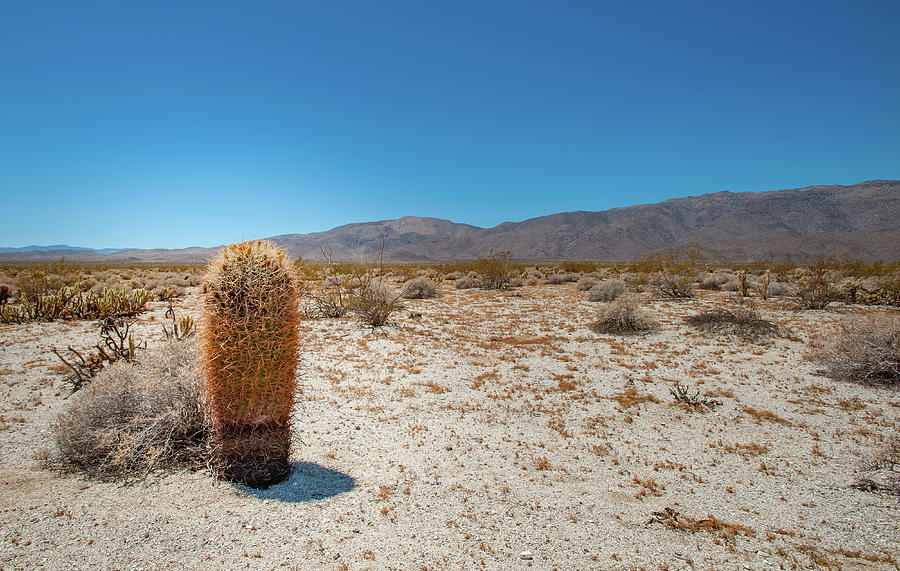 Lone Barrel Cactus Photograph by Mark Duehmig