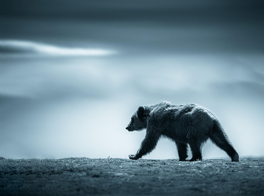 Bear Photograph - Lone Bear by Chao Feng ??