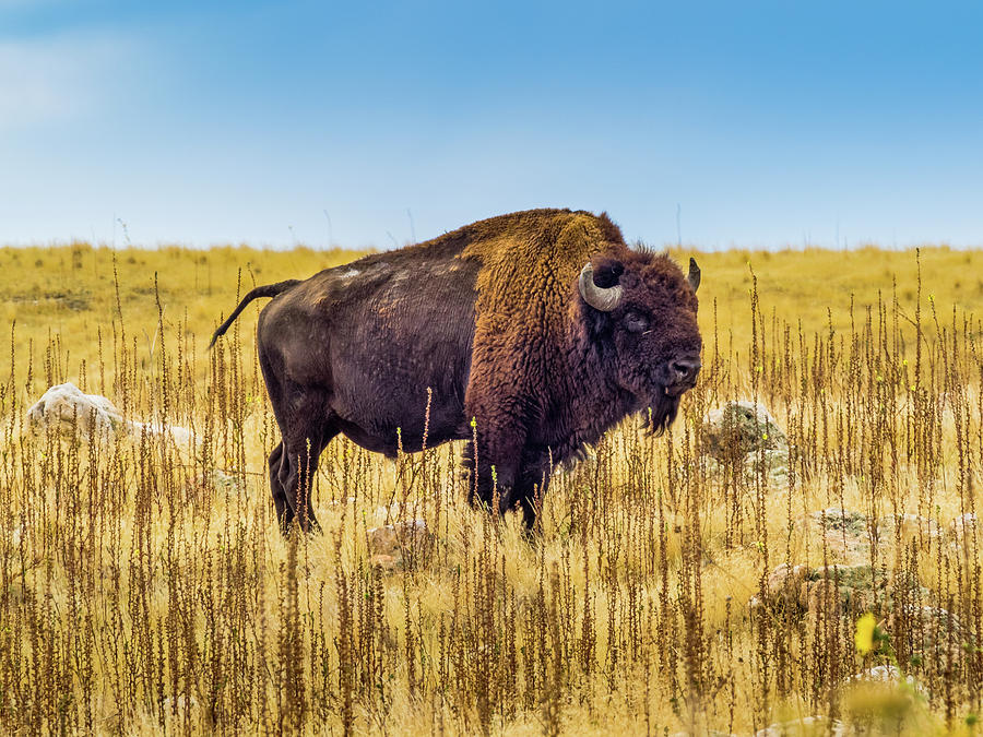 Lone Bison Photograph by Charlotte Couchman - Fine Art America