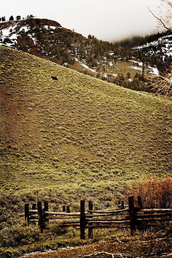 Lone Bison by Christopher Meade Lone Bison by Christopher Meade