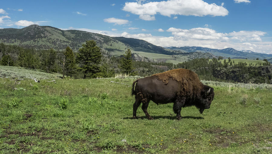 Lone Bison Photograph by Patricia Gould