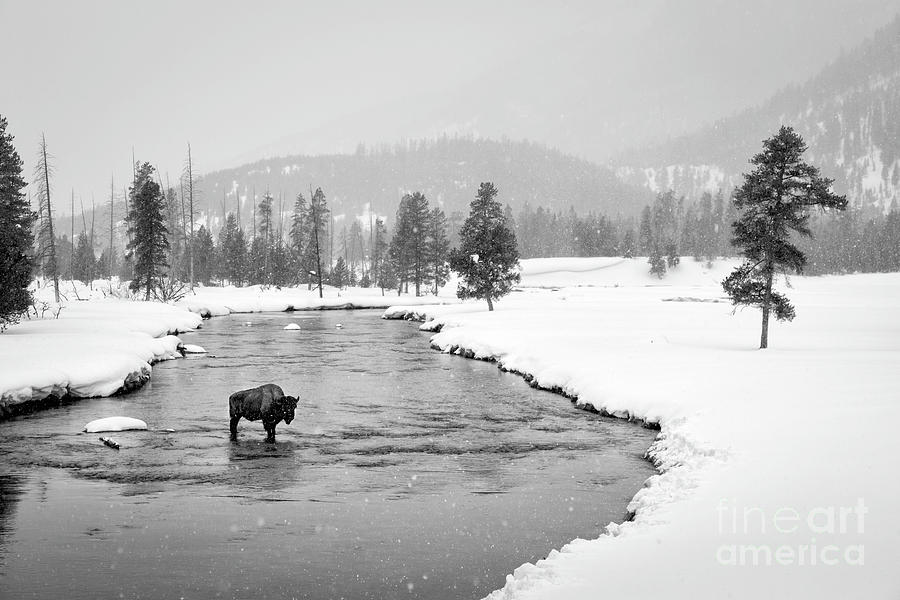 Lone Bison  Photograph by Timothy Hacker