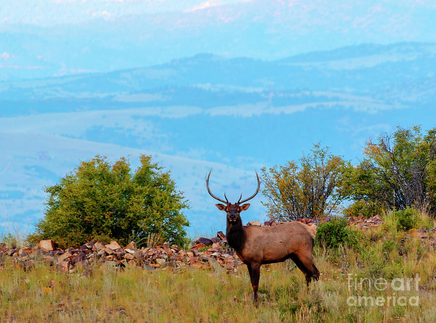 Lone Bull Elk Against The Sangre Photograph