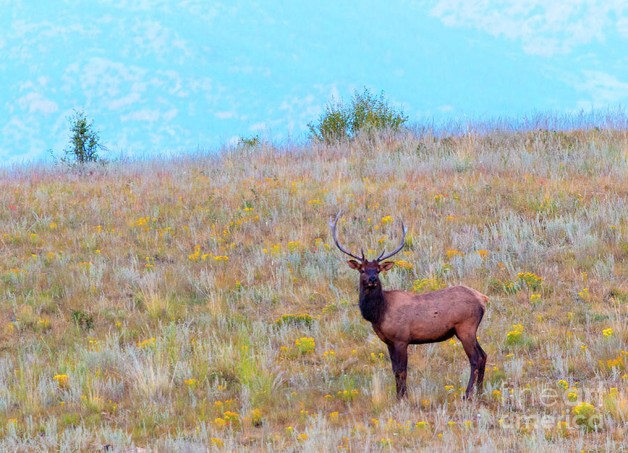 Lone Bull Elk in the Rockies Photograph by Steven Krull