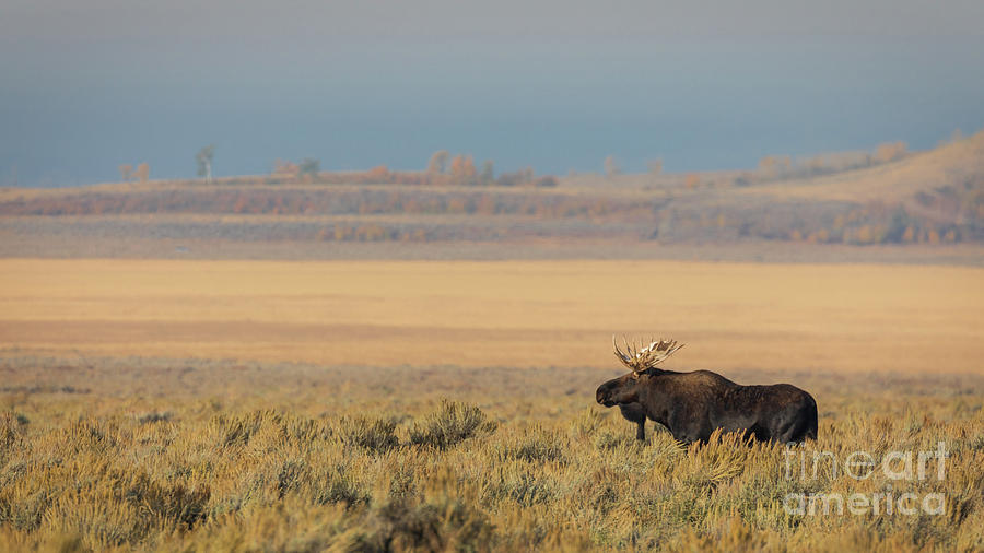 Lone Bull Moose Looking For Love Photograph by Doug Sturgess