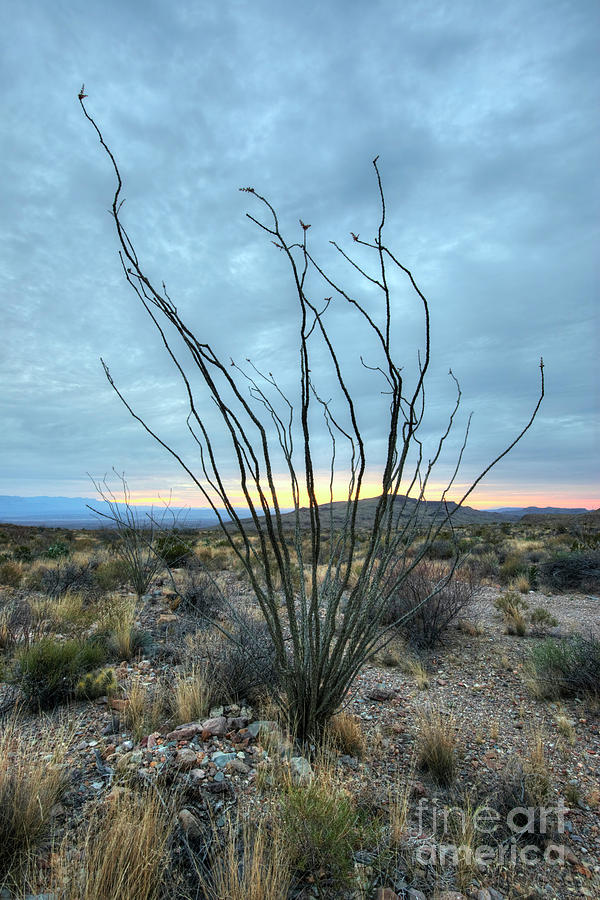 Brush Photograph - Lone Bush - Sunrise by Joe Sparks Brush Photograph - Lone Bush - Sunrise by Joe Sparks