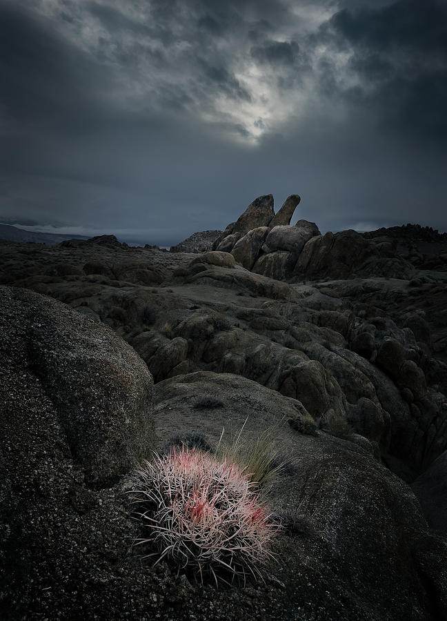 Lone Cactus Photograph by Chao Feng ??
