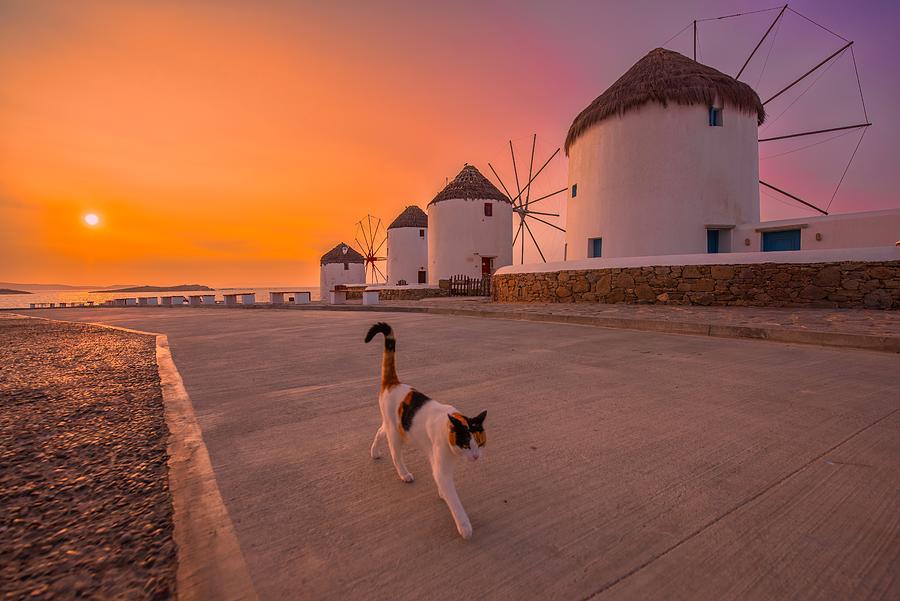Lone Cat And Windmills Photograph by Jay Zhu