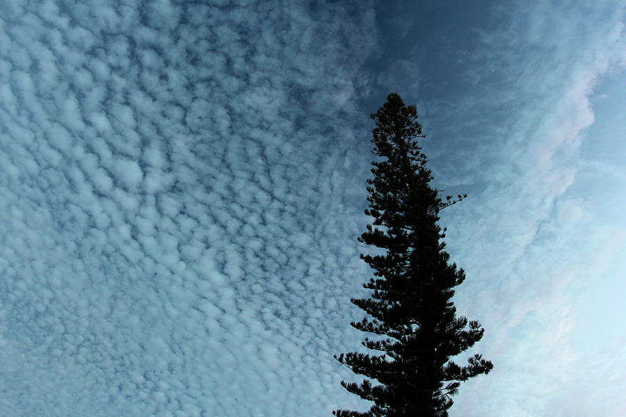 Tree Photograph - Lone Cedar Sky by Robert Goldwitz