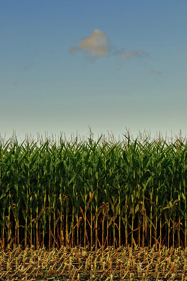 Lone Cloud Above Corn Field Photograph by Jason Harris