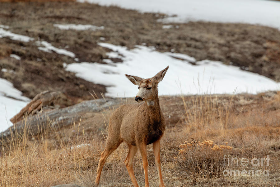 Lone Colorado High Country Deer Photograph by Steven Krull