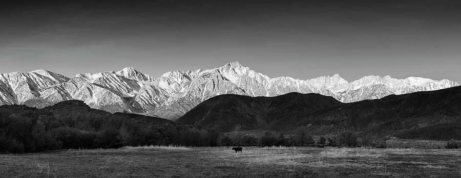 Lone Cow At Lone Pine - B-w Photograph by Michael Blanchette Photography Lone Cow At Lone Pine - B-w Photograph by Michael Blanchette Photography