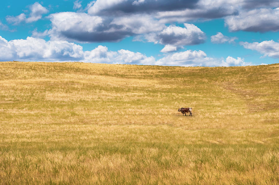 Lone Cow Photograph by Emmgunn