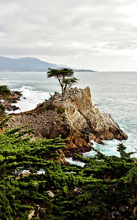 Lone Cypress Photograph by Barbara Snyder