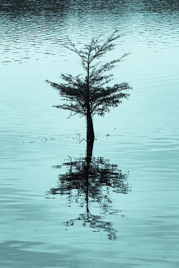 Mountain Photograph - Lone Cypress Cyanotype by Mary Ann Artz