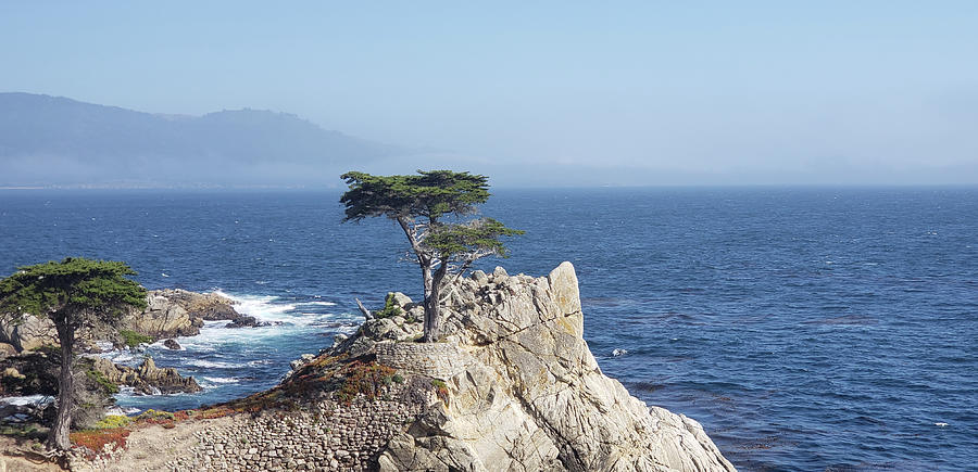 Lone Cypress Photograph by Michelle Stevens