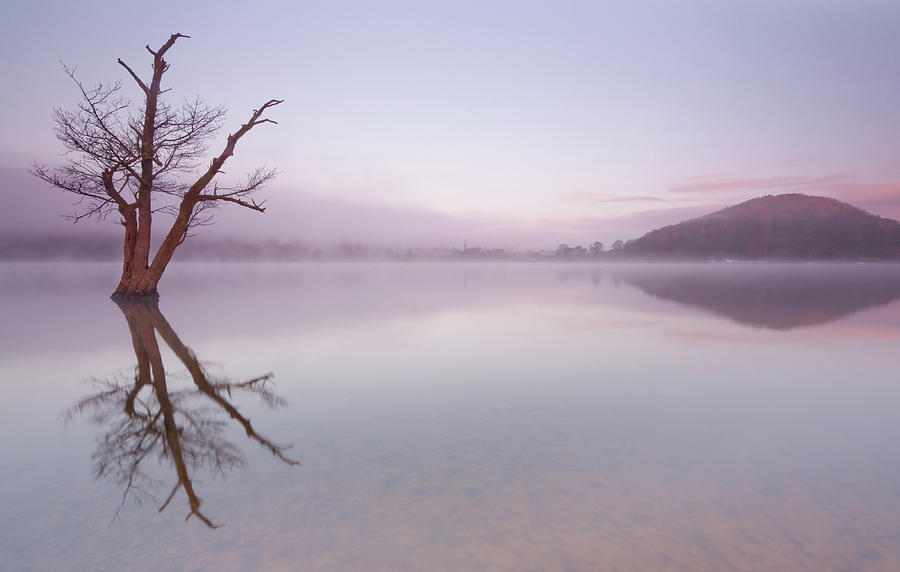 Lone dead tree in the Lake Photograph by Anita Nicholson