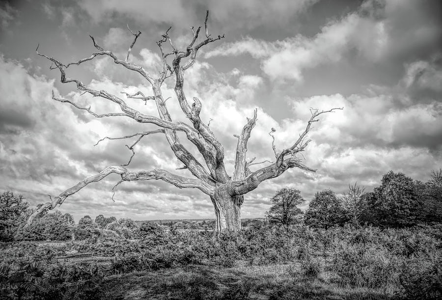 Lone Dead Tree Photograph by Roy Pedersen