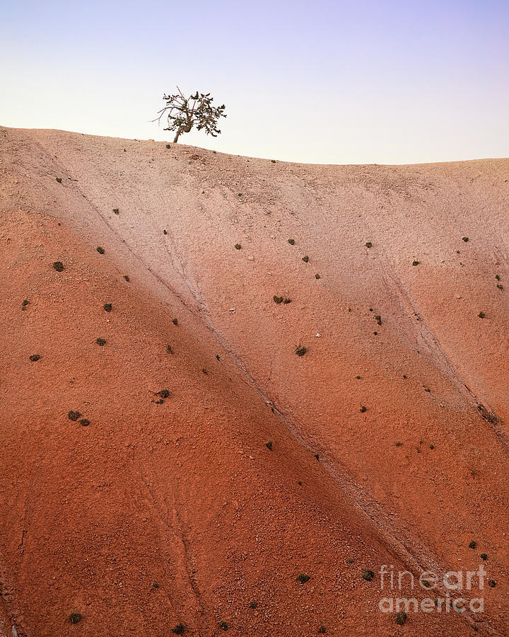 Lone Desert Tree Photograph by Ernesto Ruiz