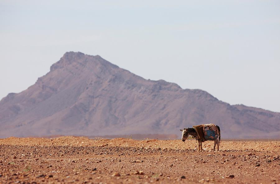 Desert Photograph - Lone Donkey And Distant Mountain Peak by Ed Darack