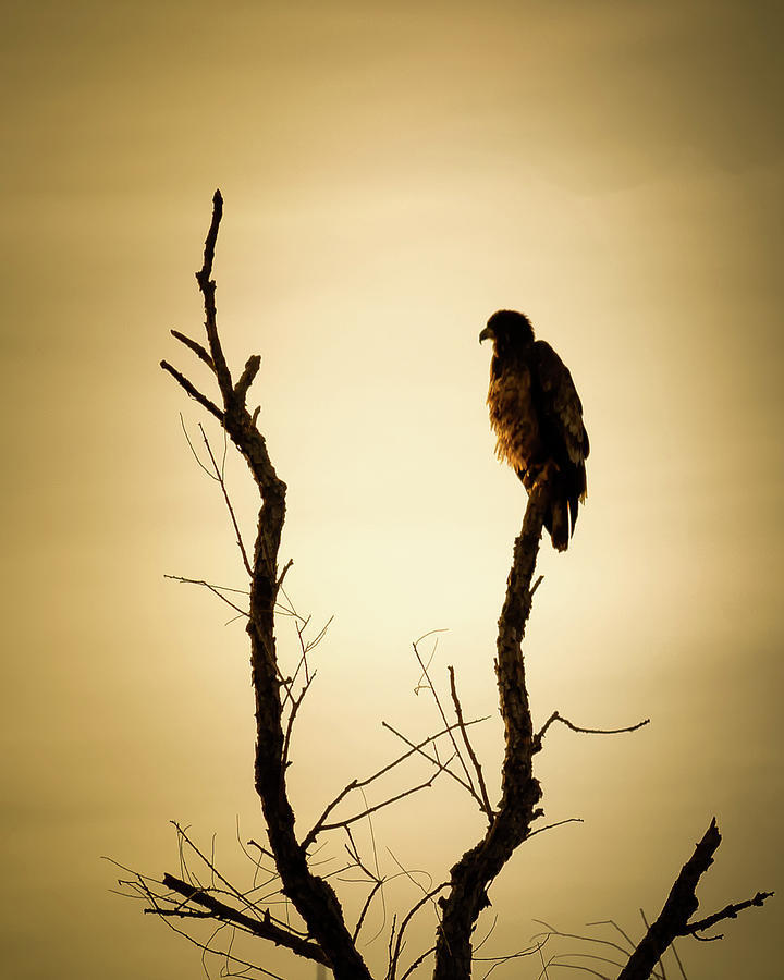 Lone Eagle Photograph by James Barber