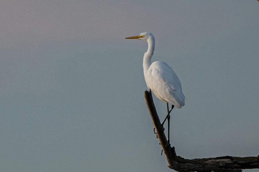 Lone egret Photograph by Patricia Dennis