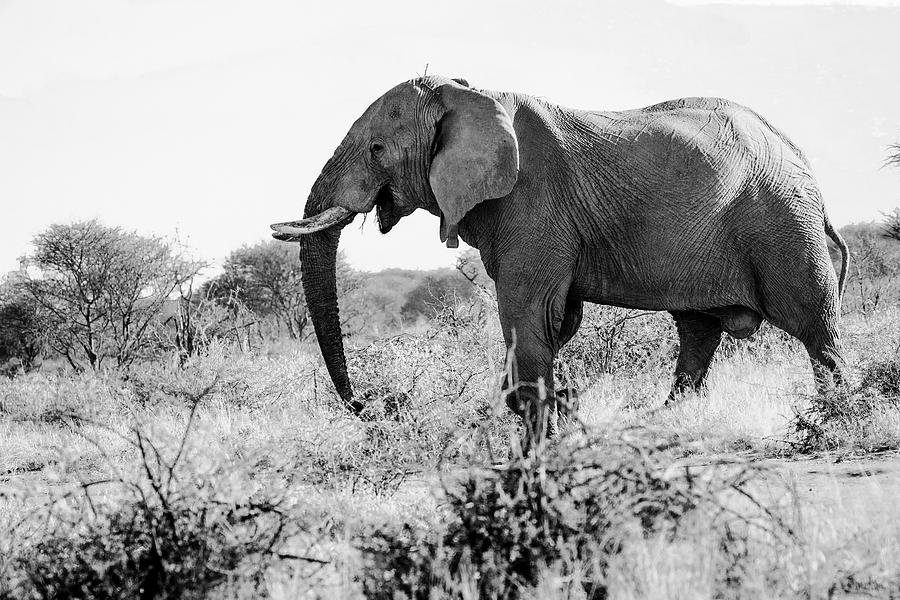 Lone elephant Photograph by Claudio Maioli